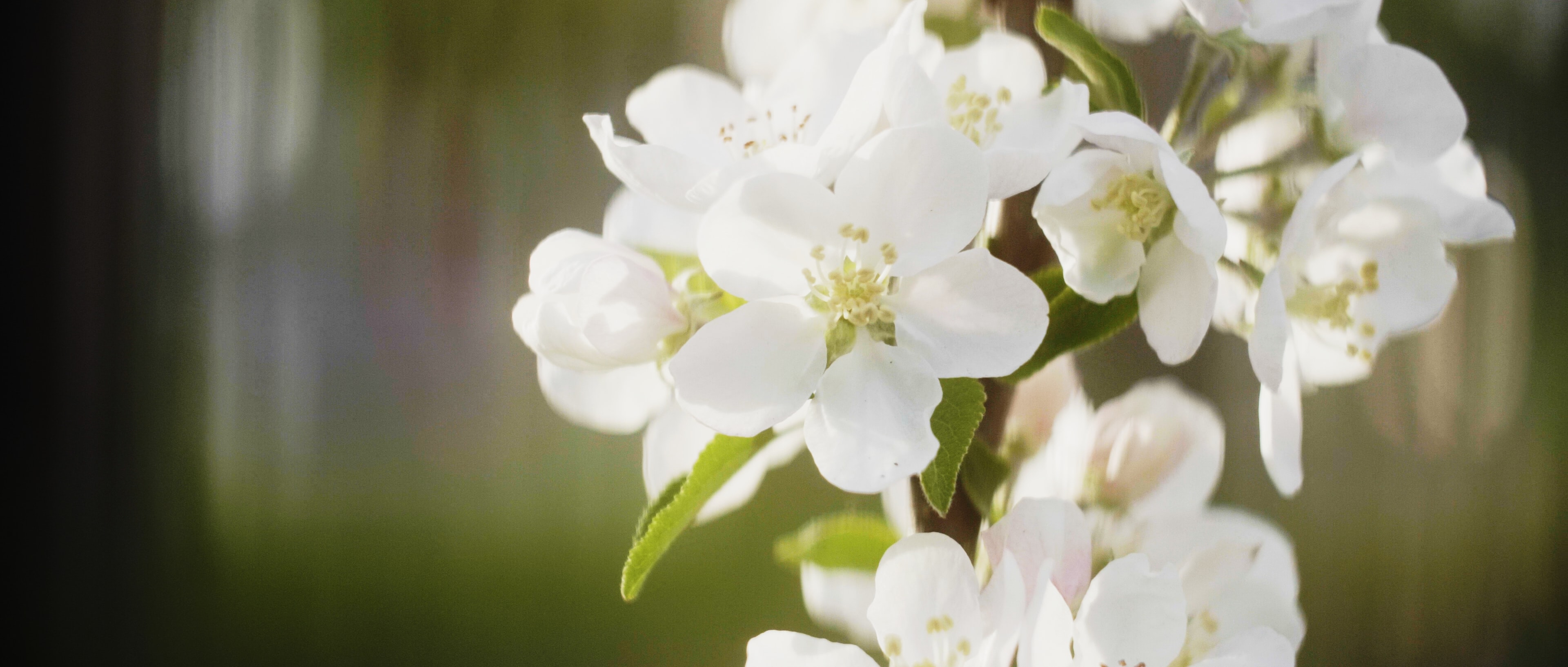 Hvite blomster. Foto